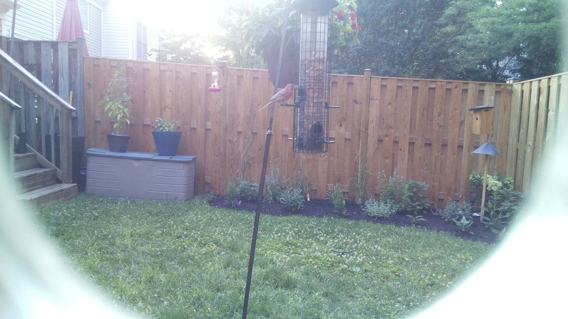 Purple Finch