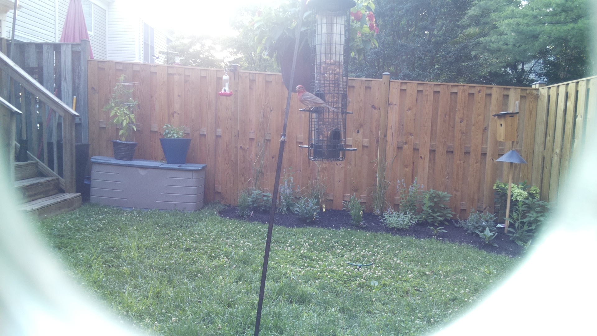 Likely Finch