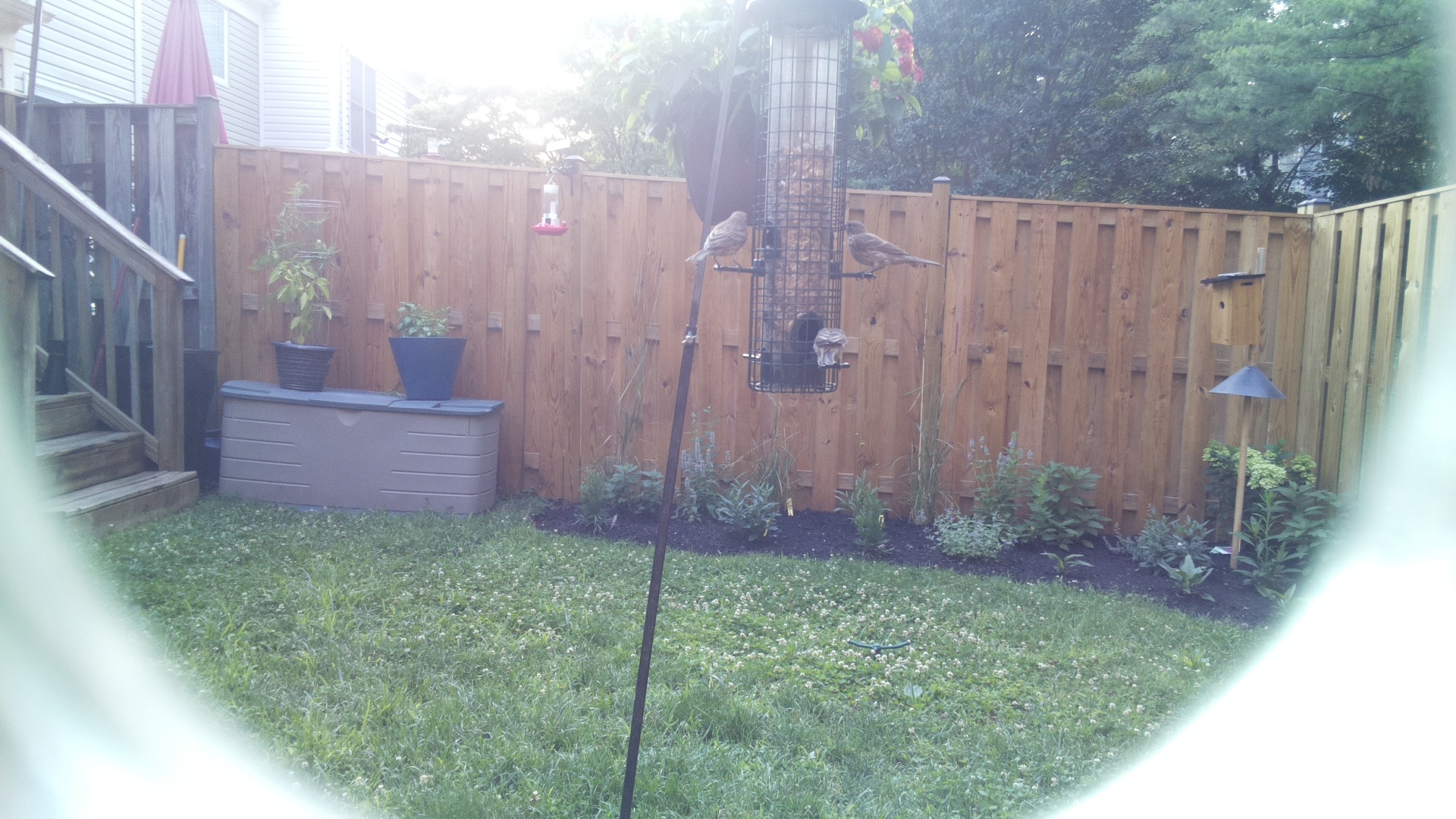 Likely Finch