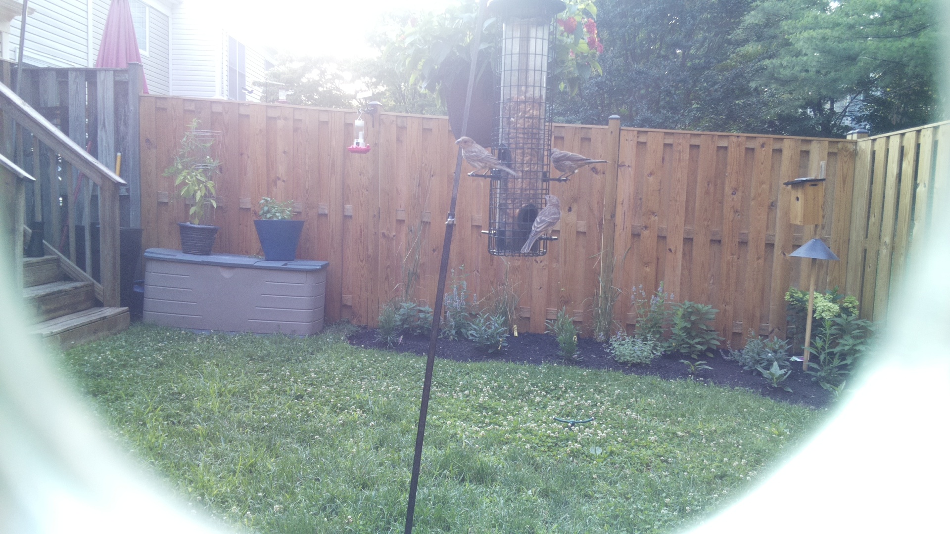 Likely Finch