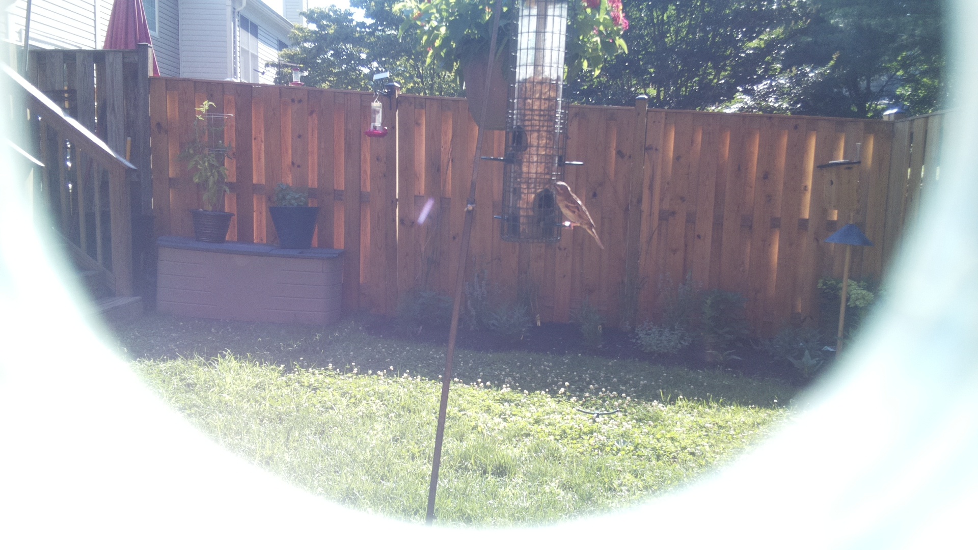 Likely Finch