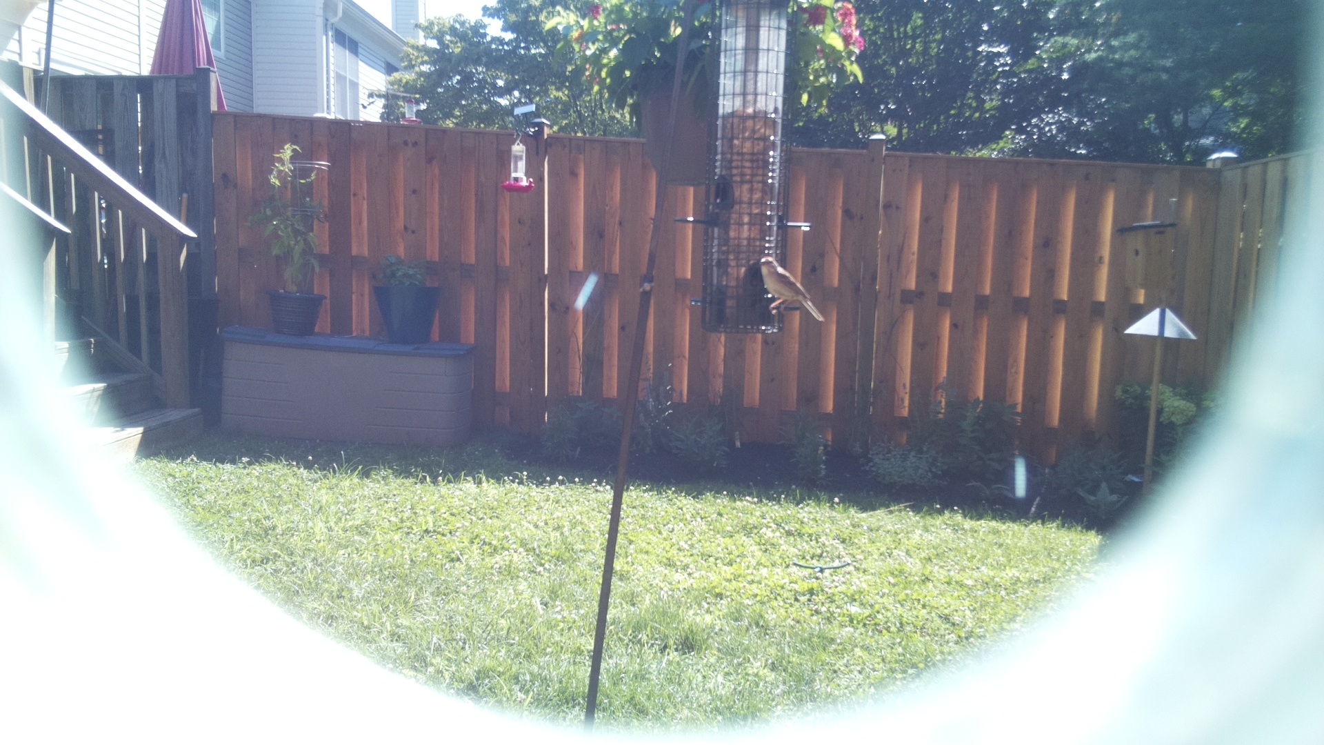 Unknown Bird