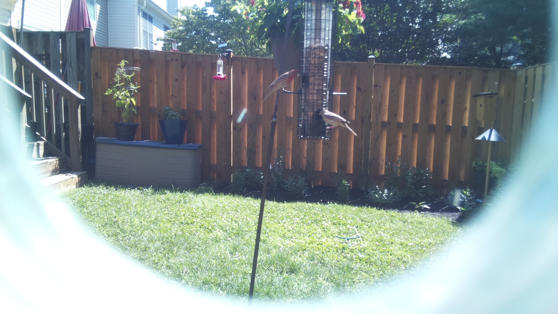 House Finch