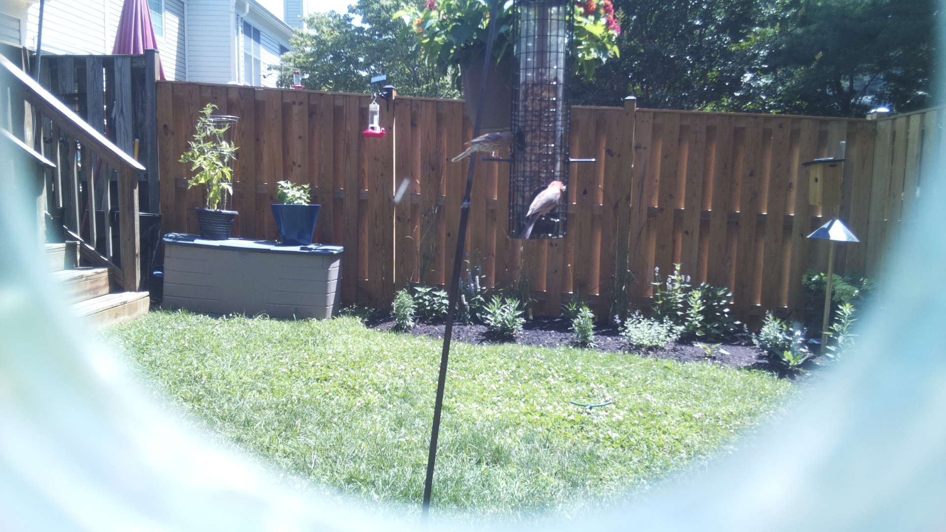 Purple Finch