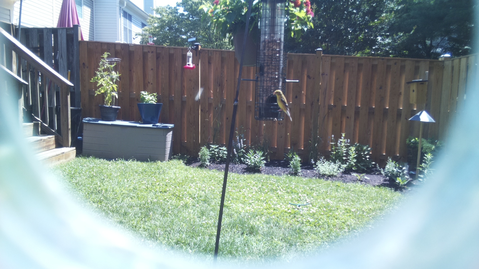 American Goldfinch