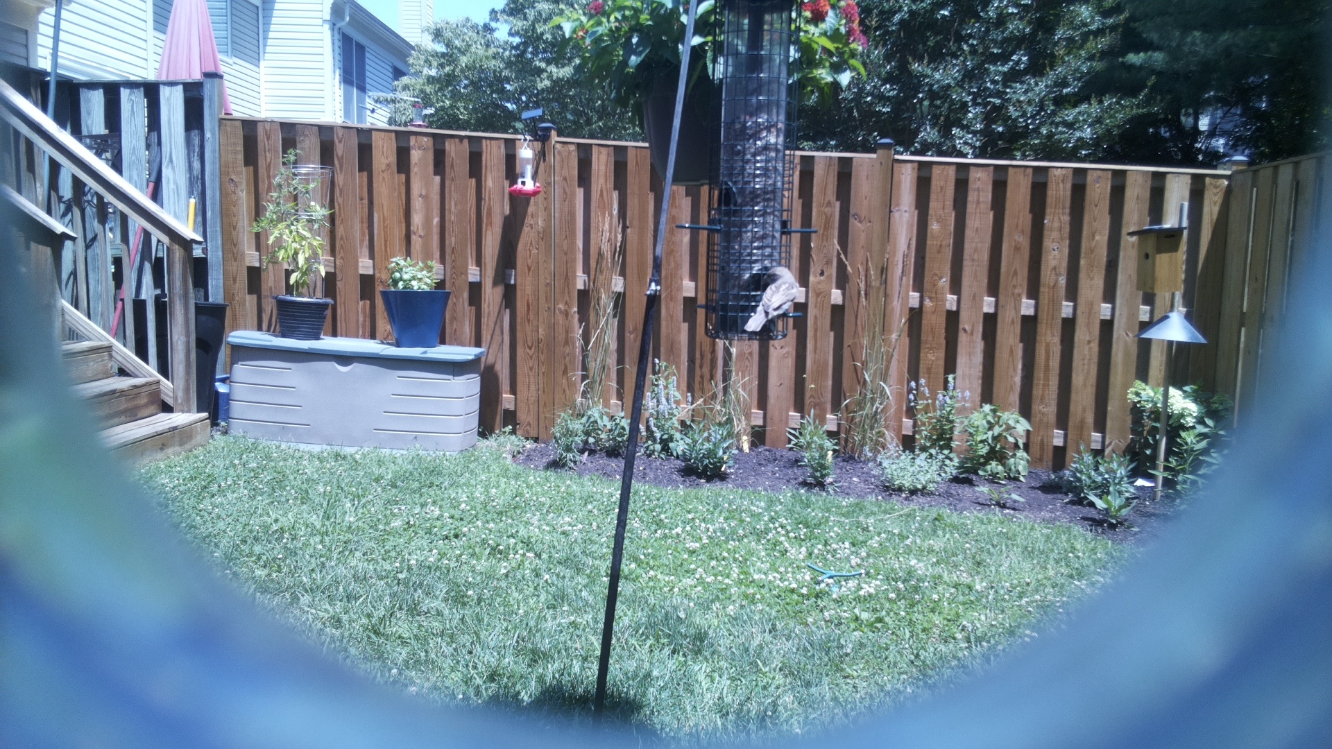 Unknown Bird