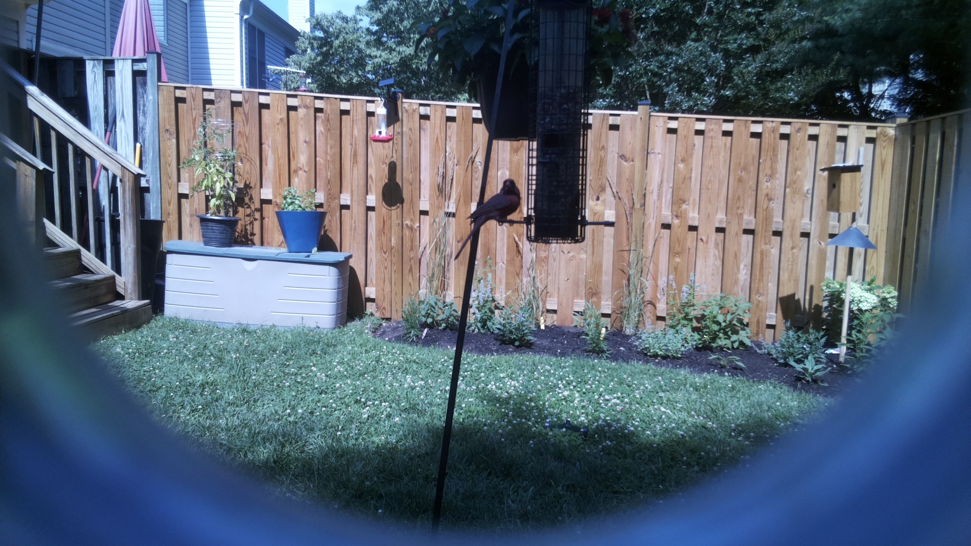 Likely Blackbird/Grackle