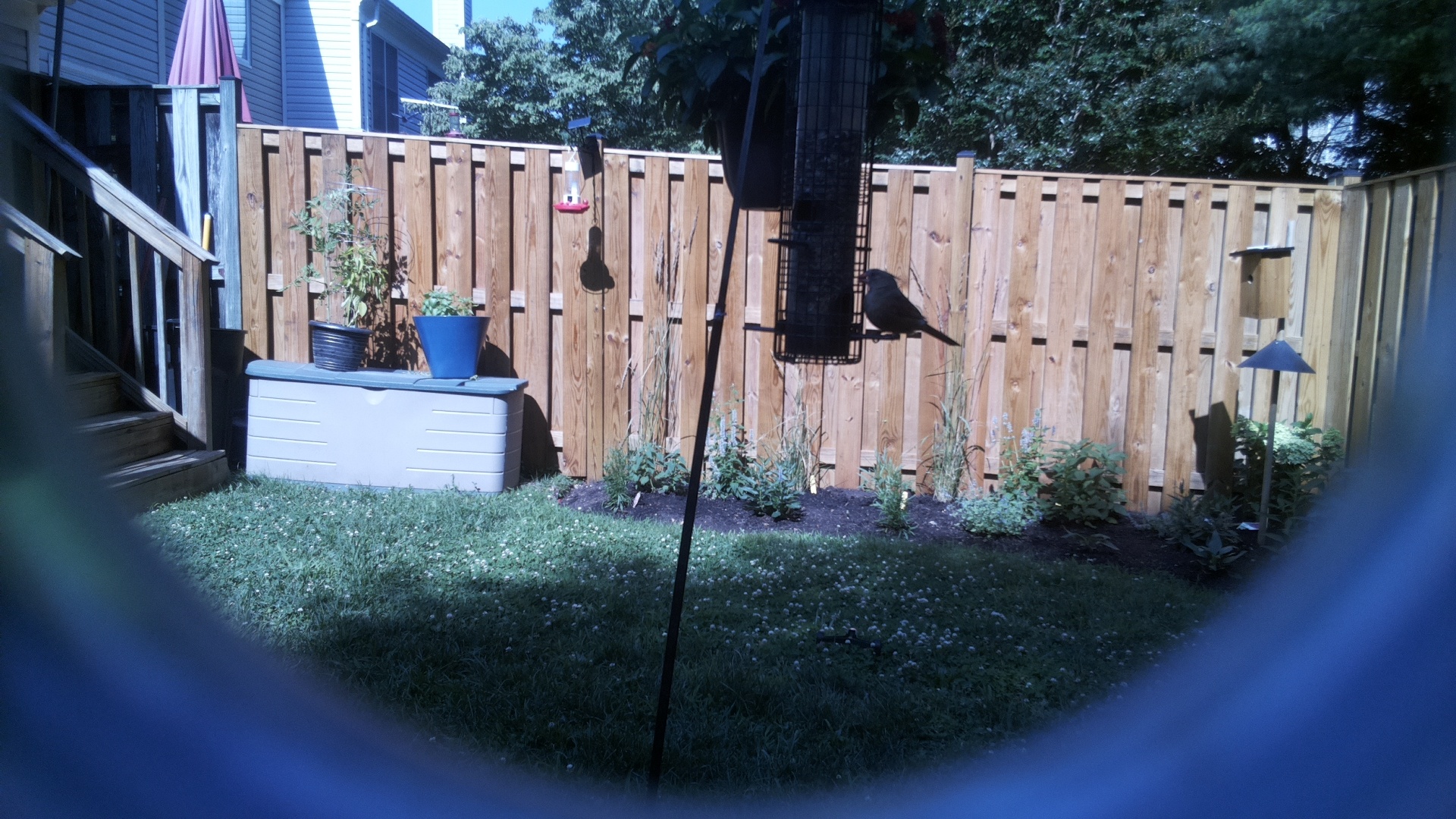 Brown-headed Cowbird