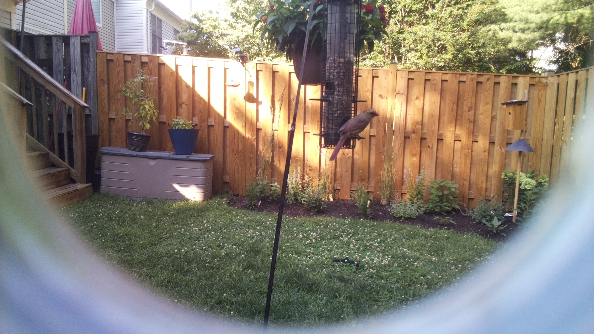 Likely Finch