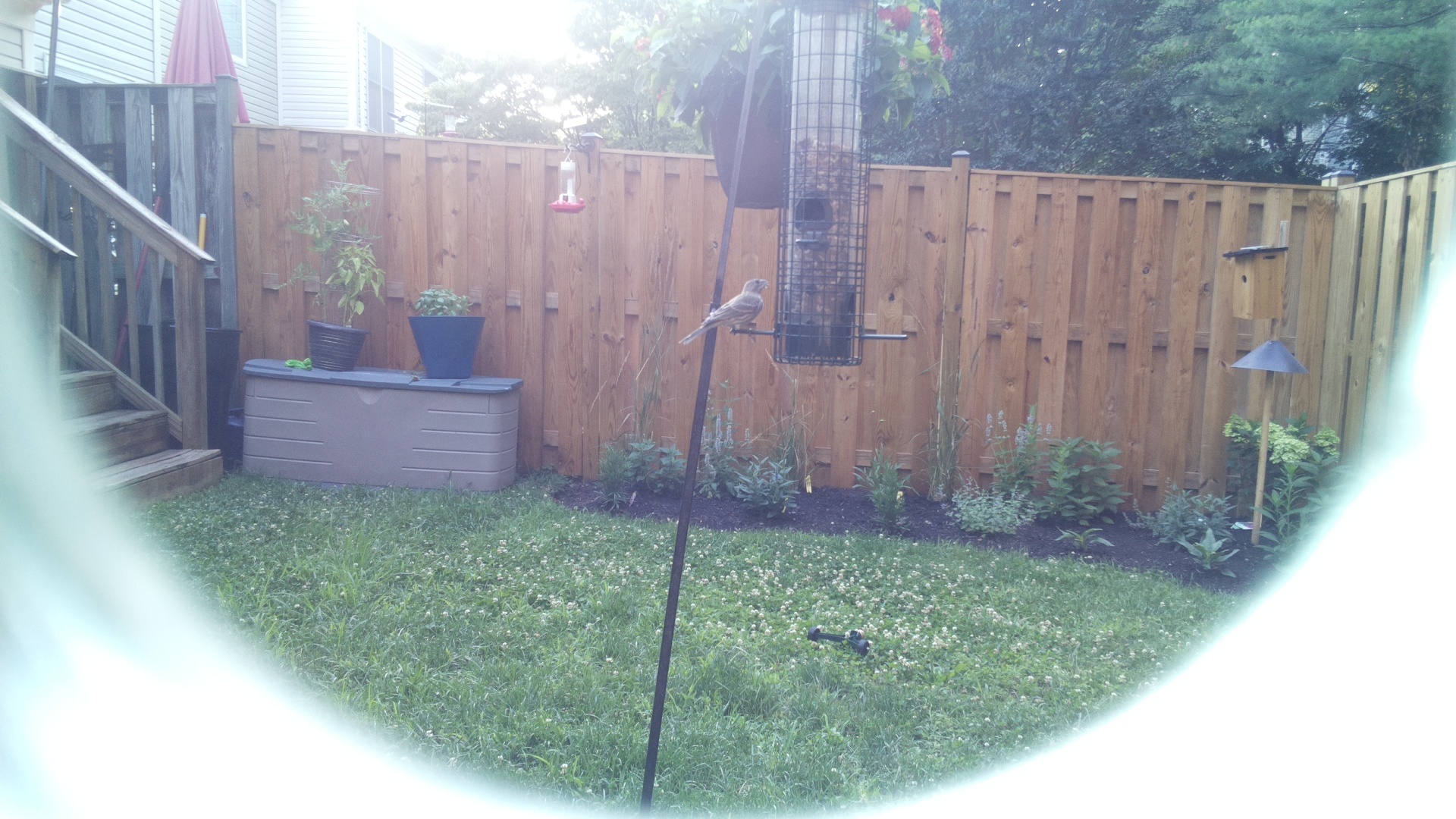Likely Finch