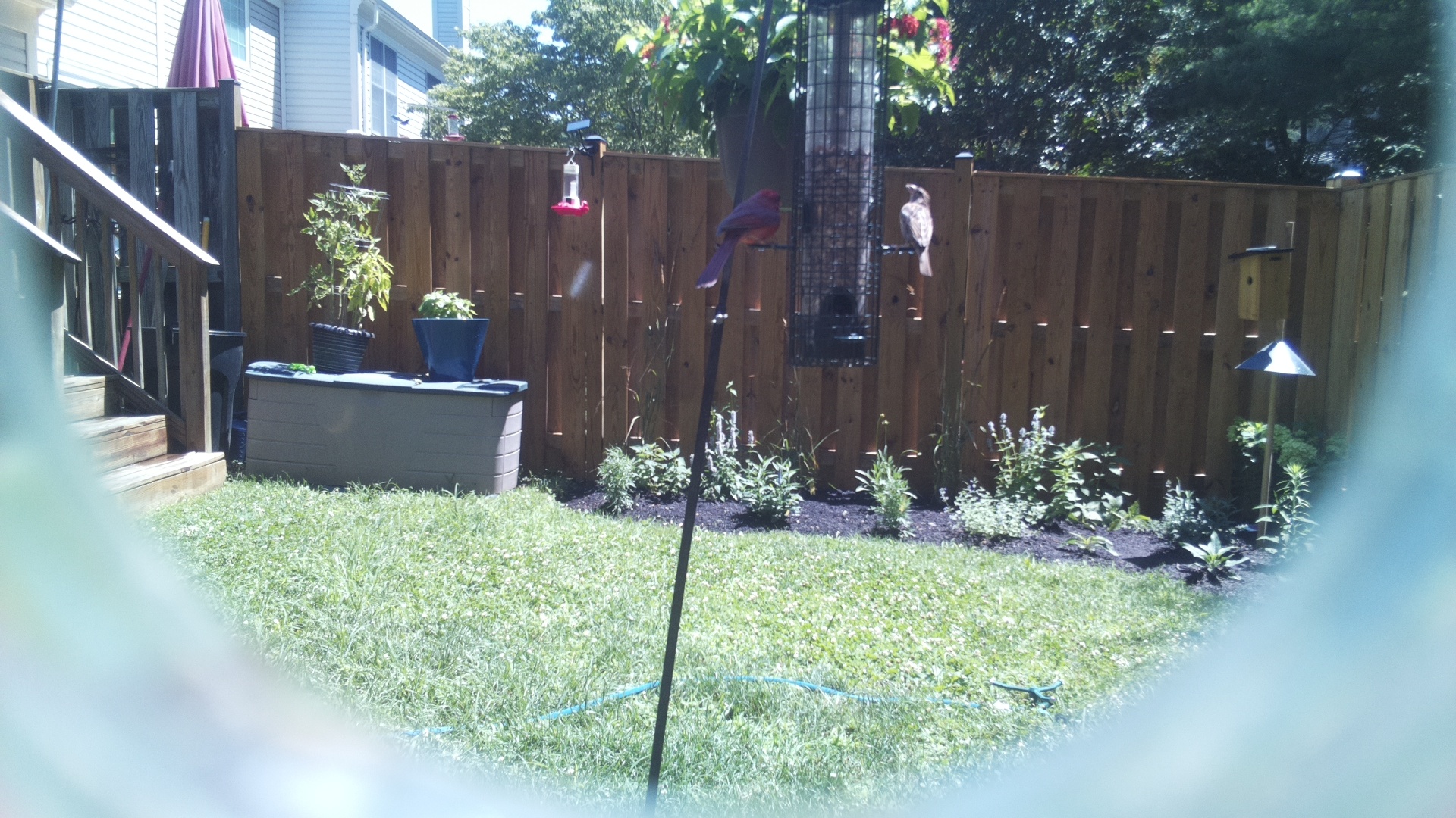 Purple Finch