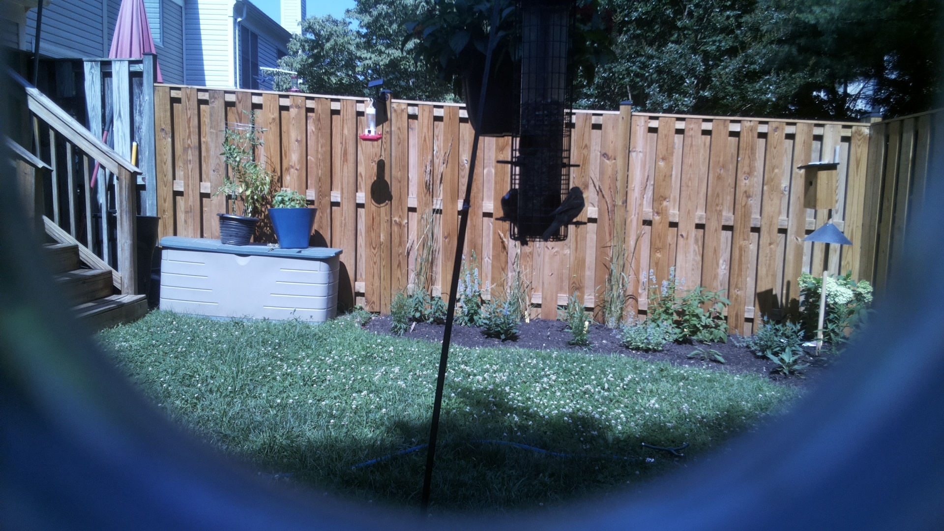 Likely Blackbird/Grackle