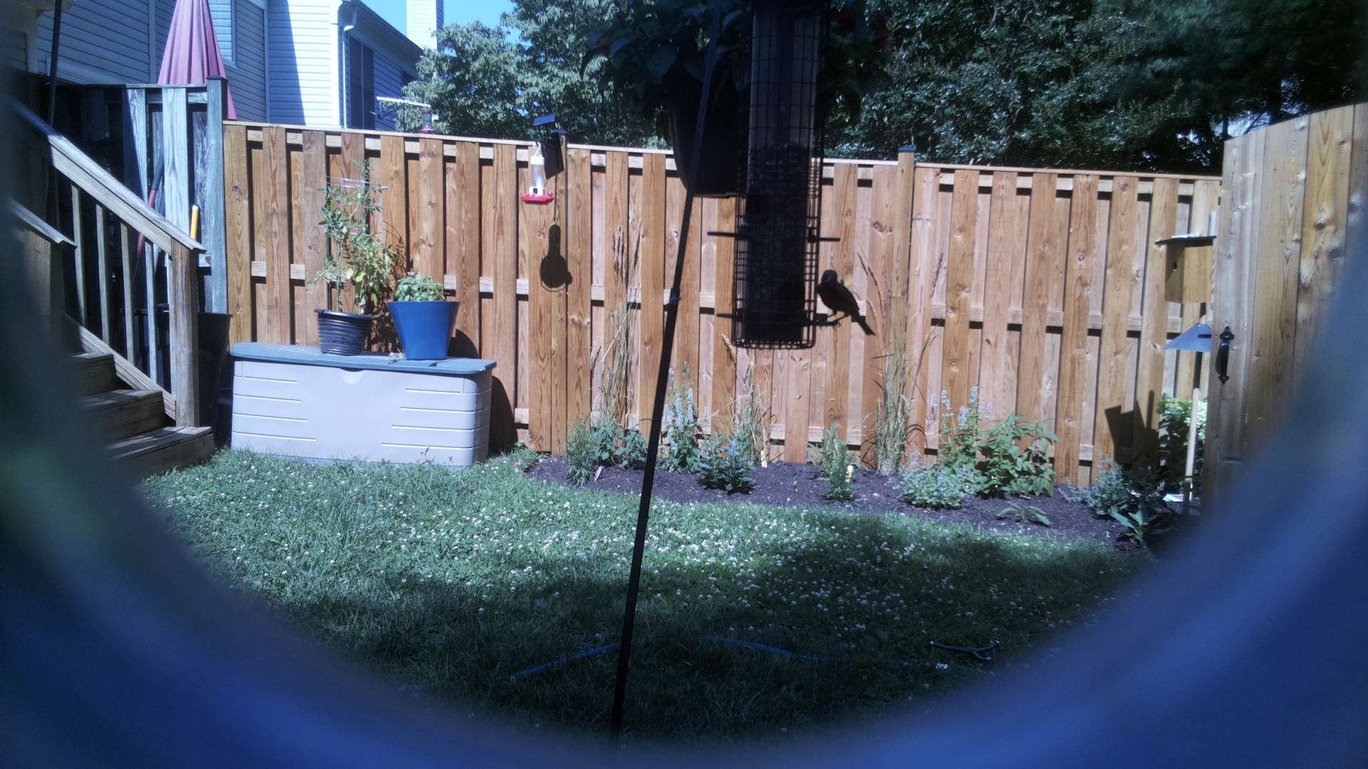 Likely Blackbird/Grackle