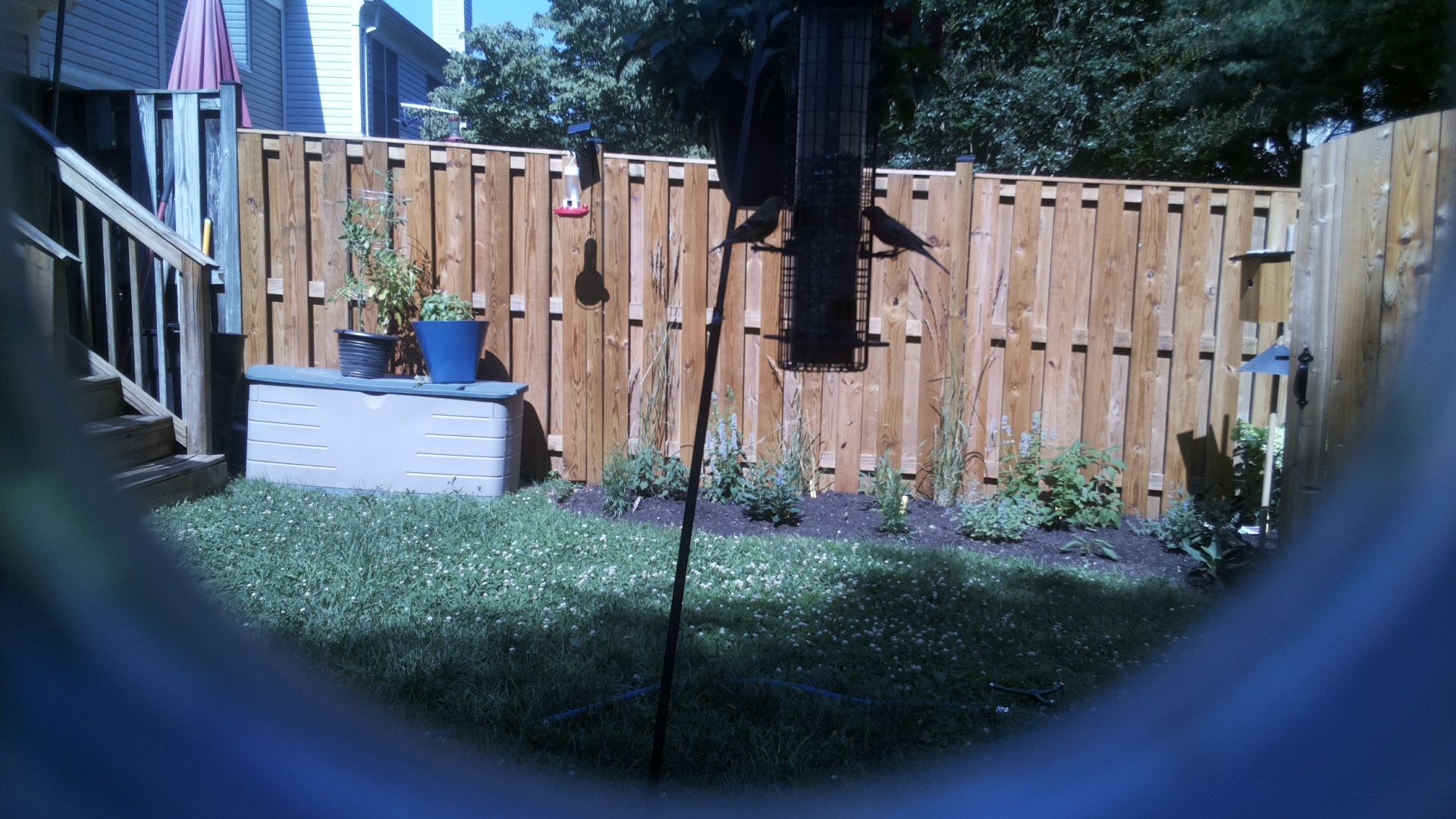 Likely Blackbird/Grackle