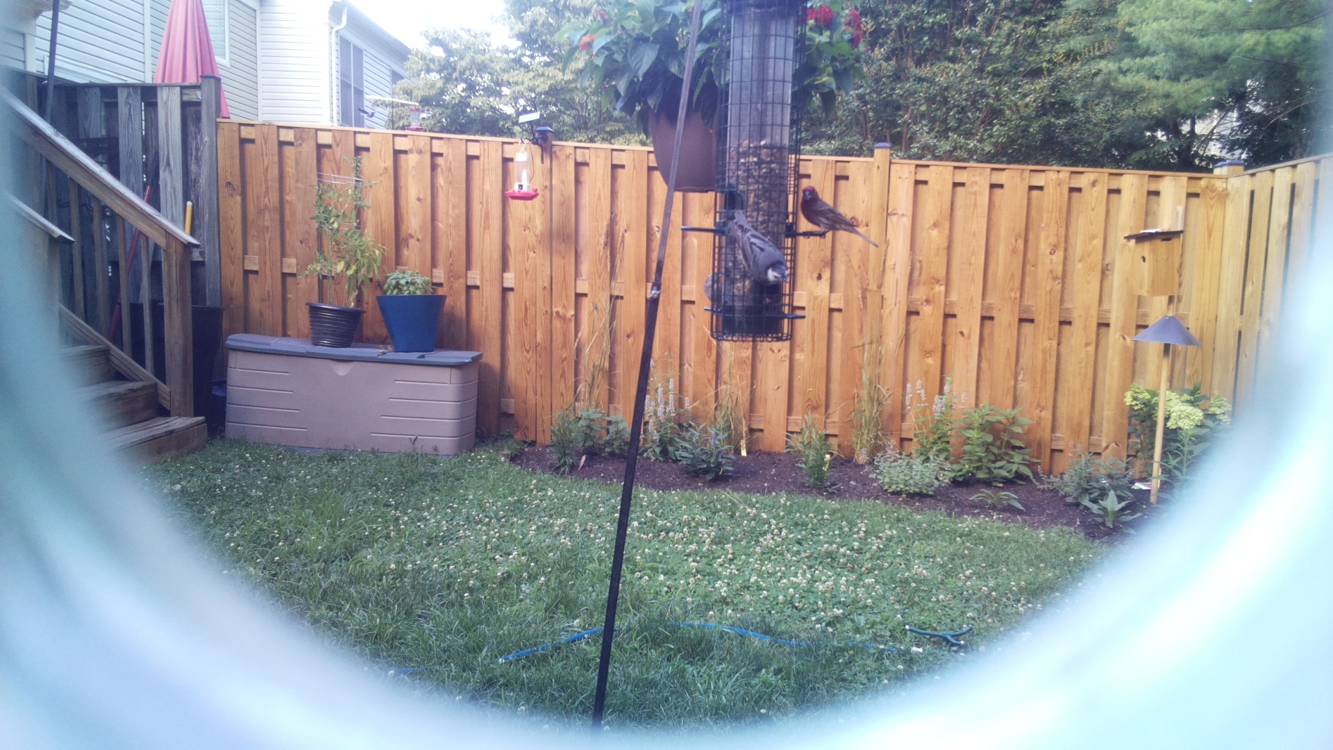 Likely Finch