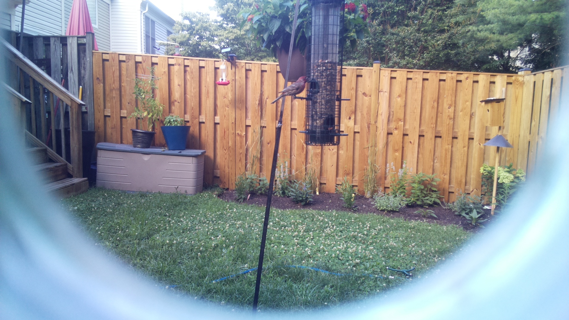 Purple Finch