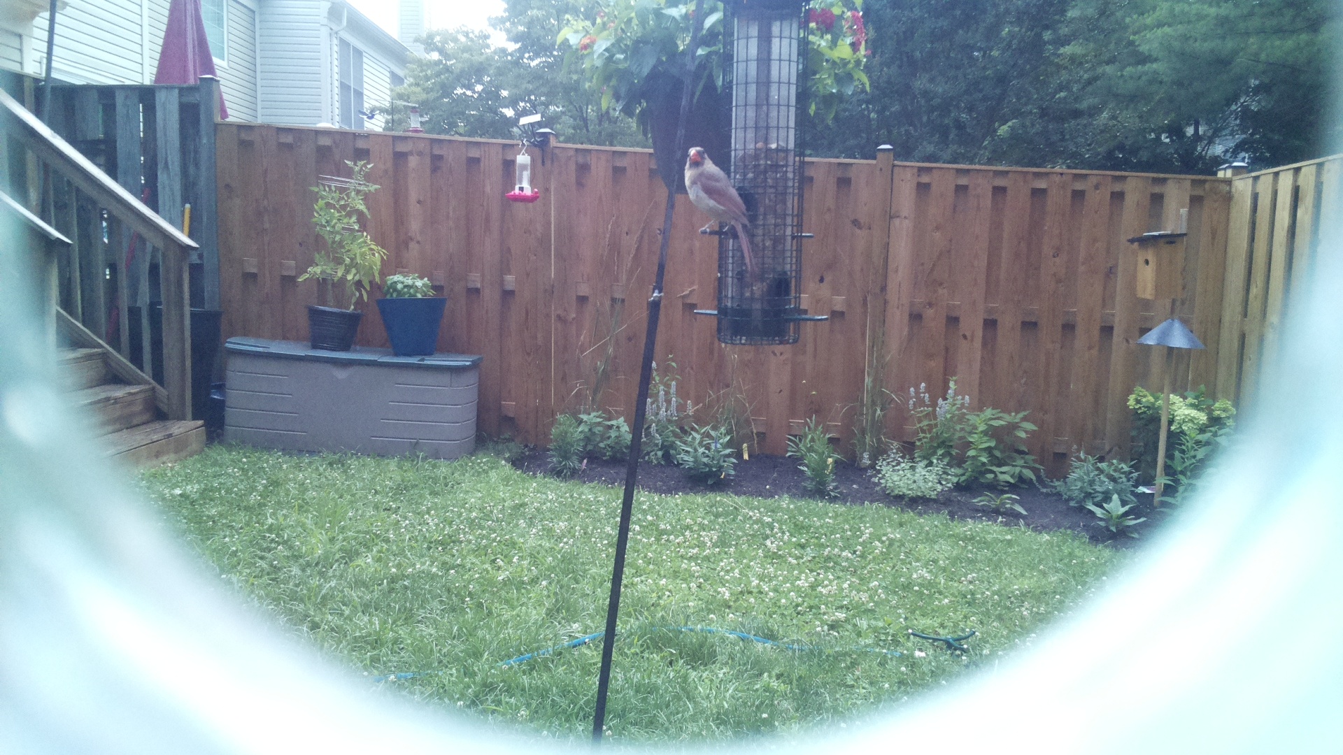 Unknown Bird