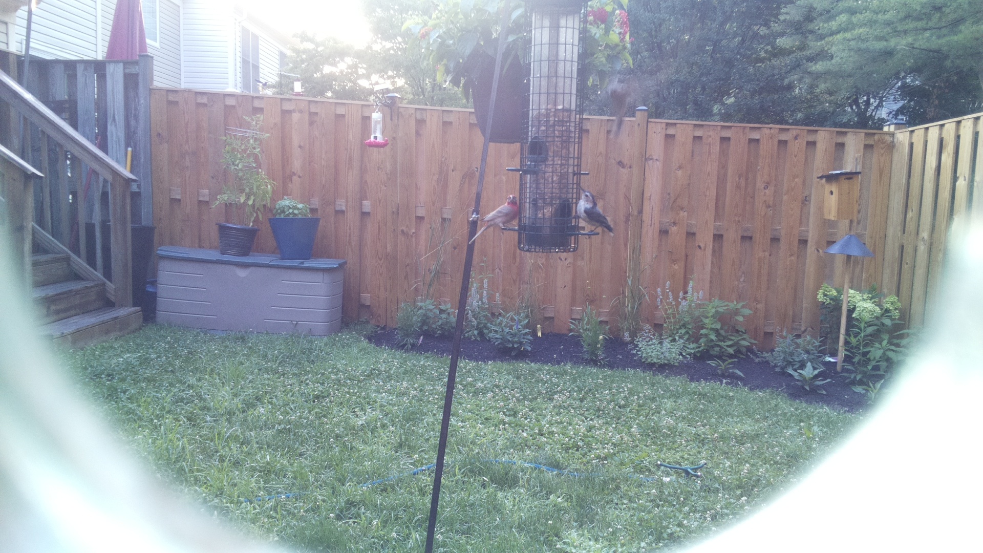 Northern Cardinal
