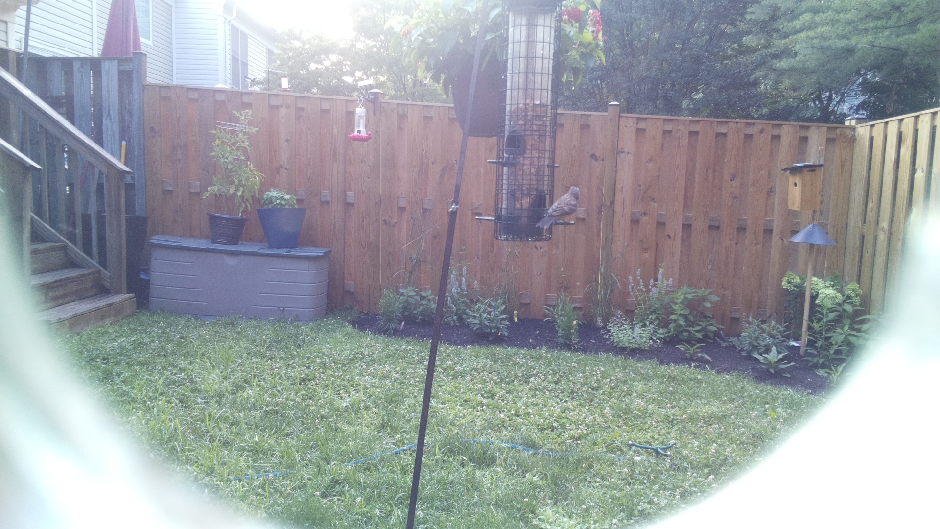 Likely Finch