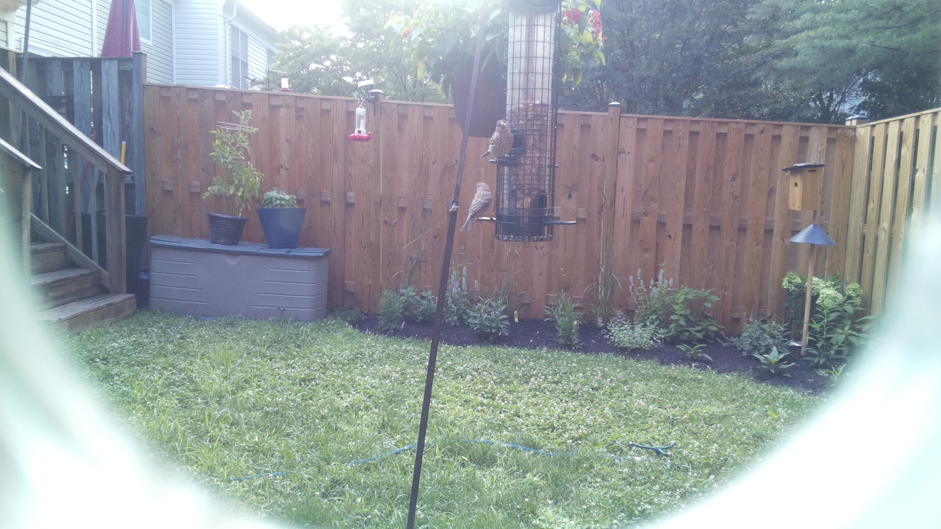 Likely Sparrow