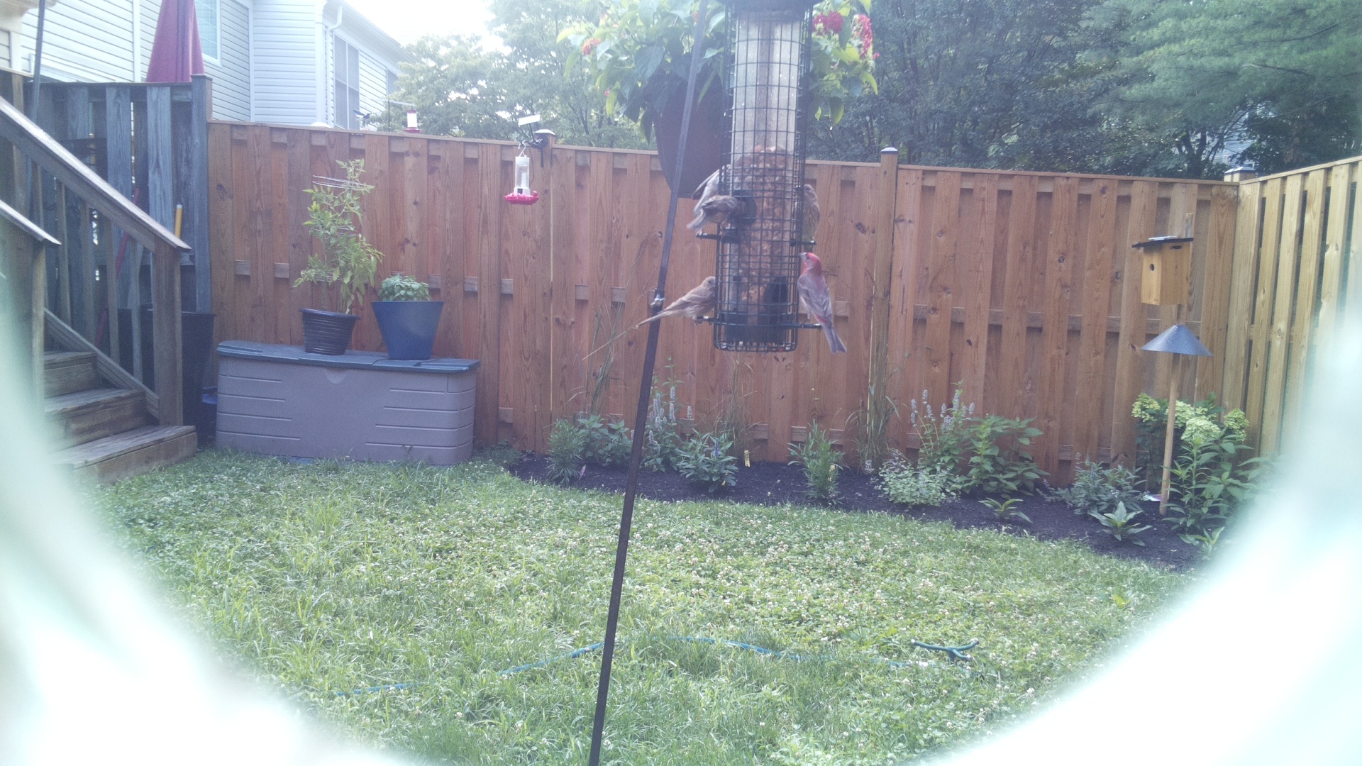 Purple Finch