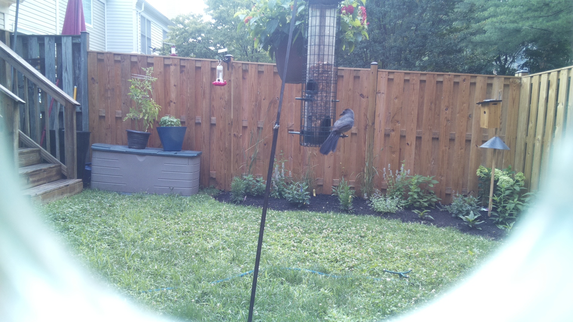 Brown-headed Cowbird