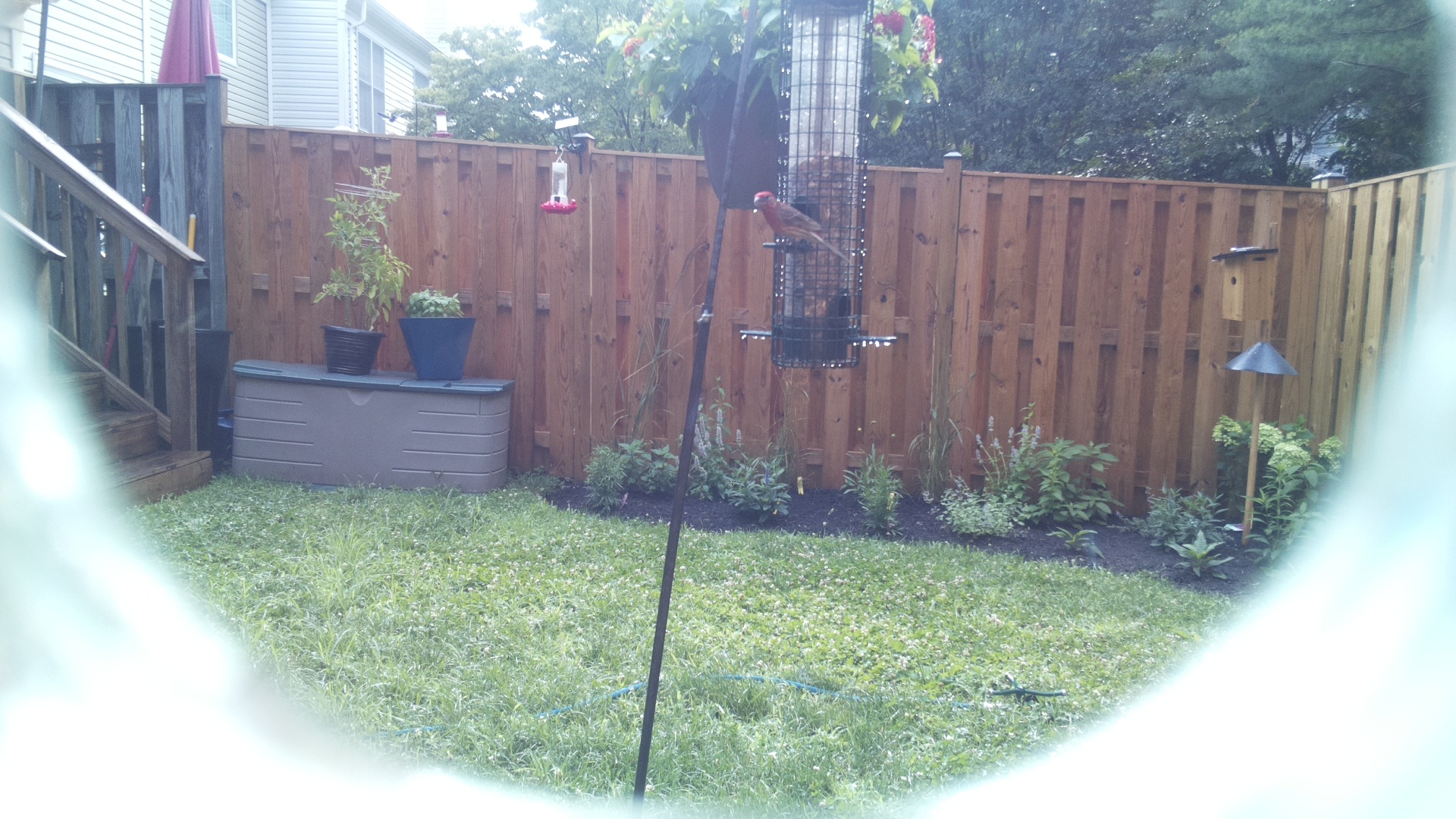 Purple Finch