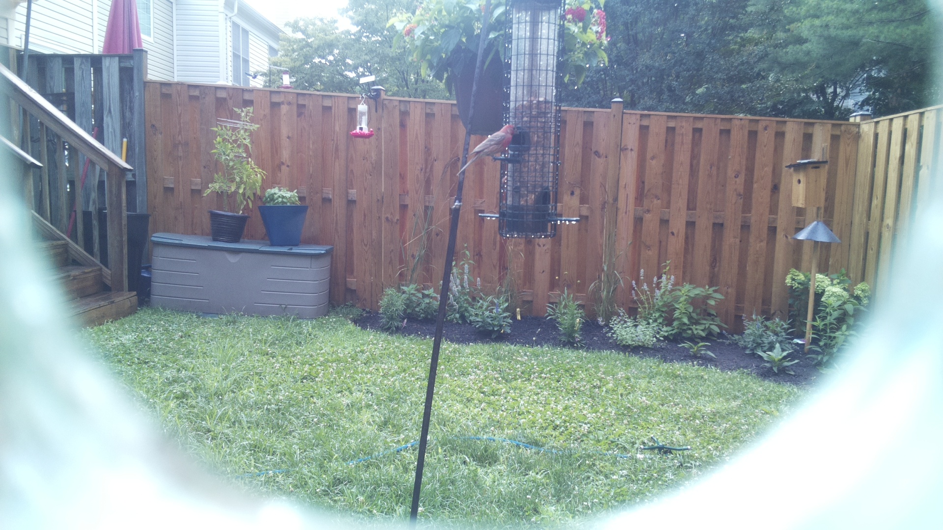 Likely Finch