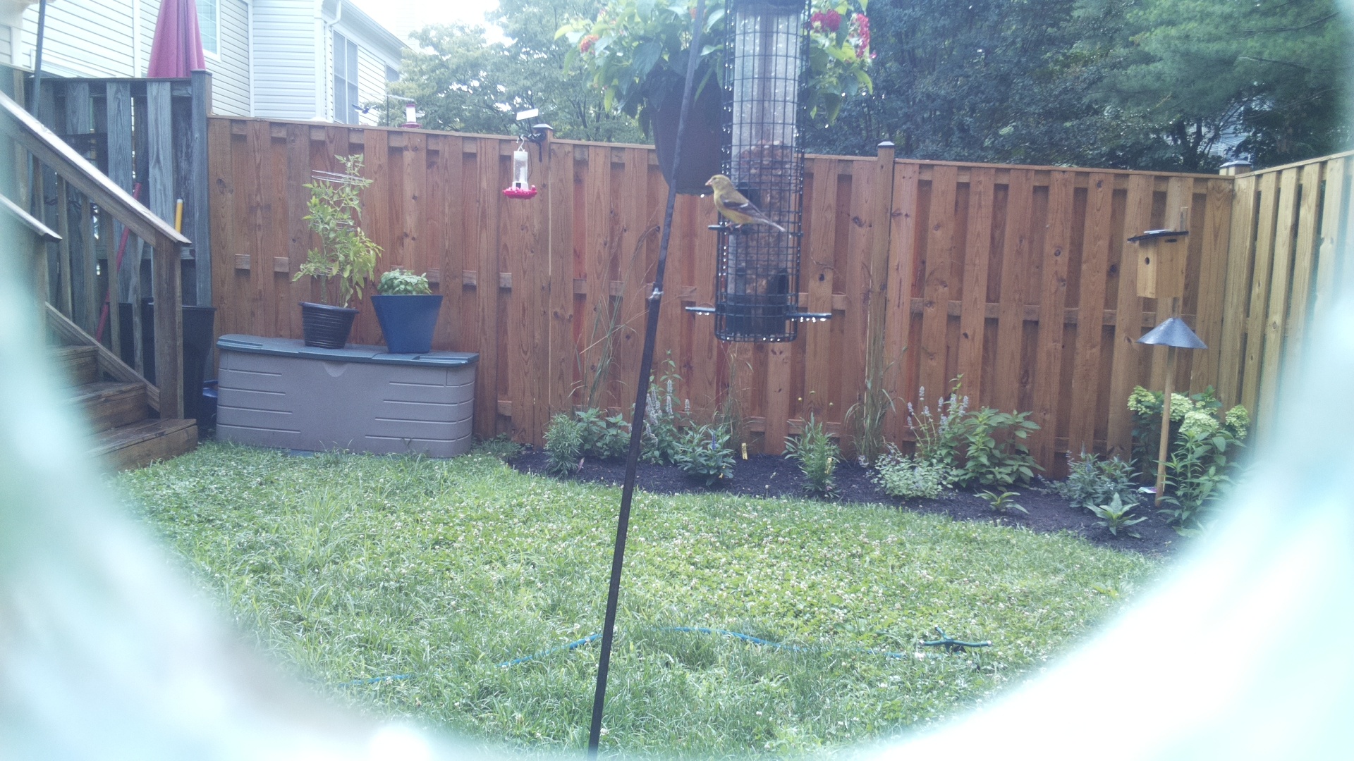American Goldfinch