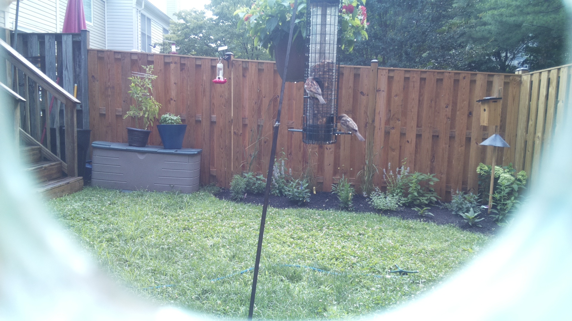Purple Finch