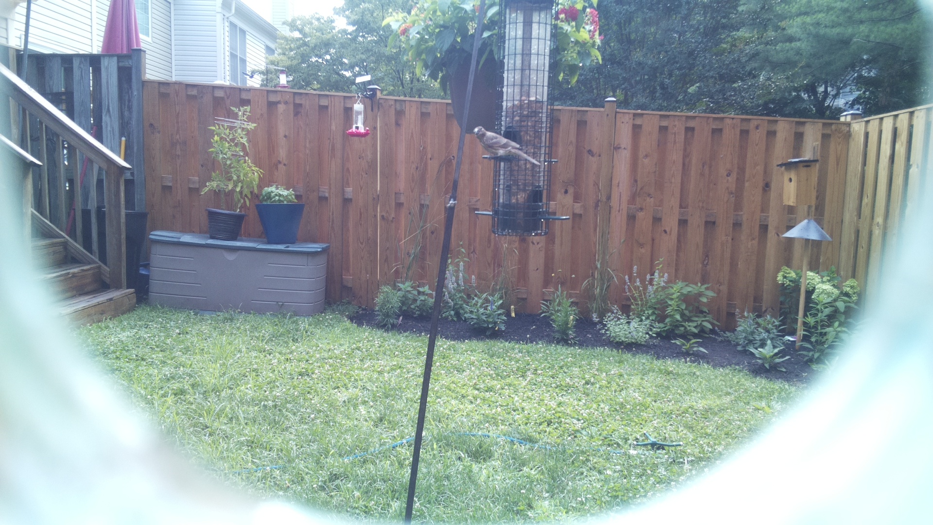 Likely Sparrow