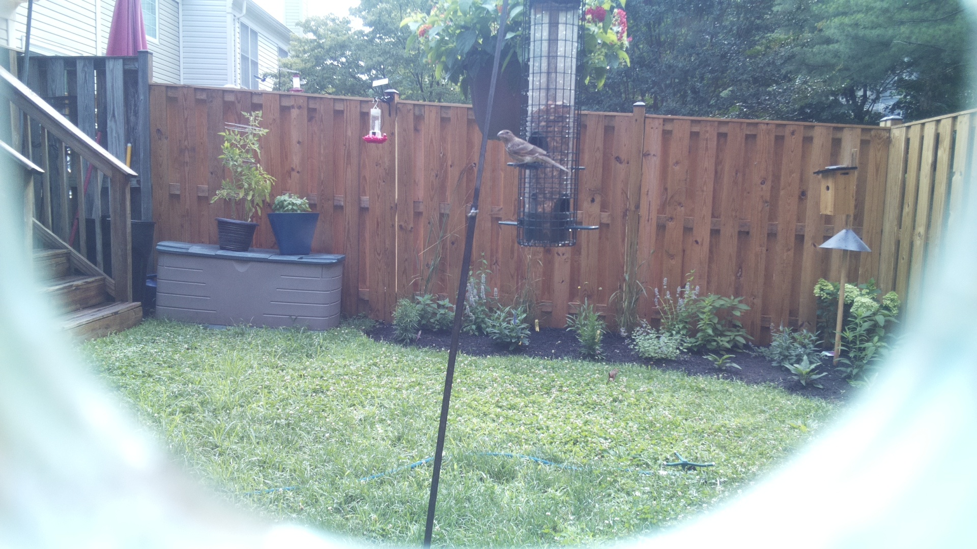 Likely Finch