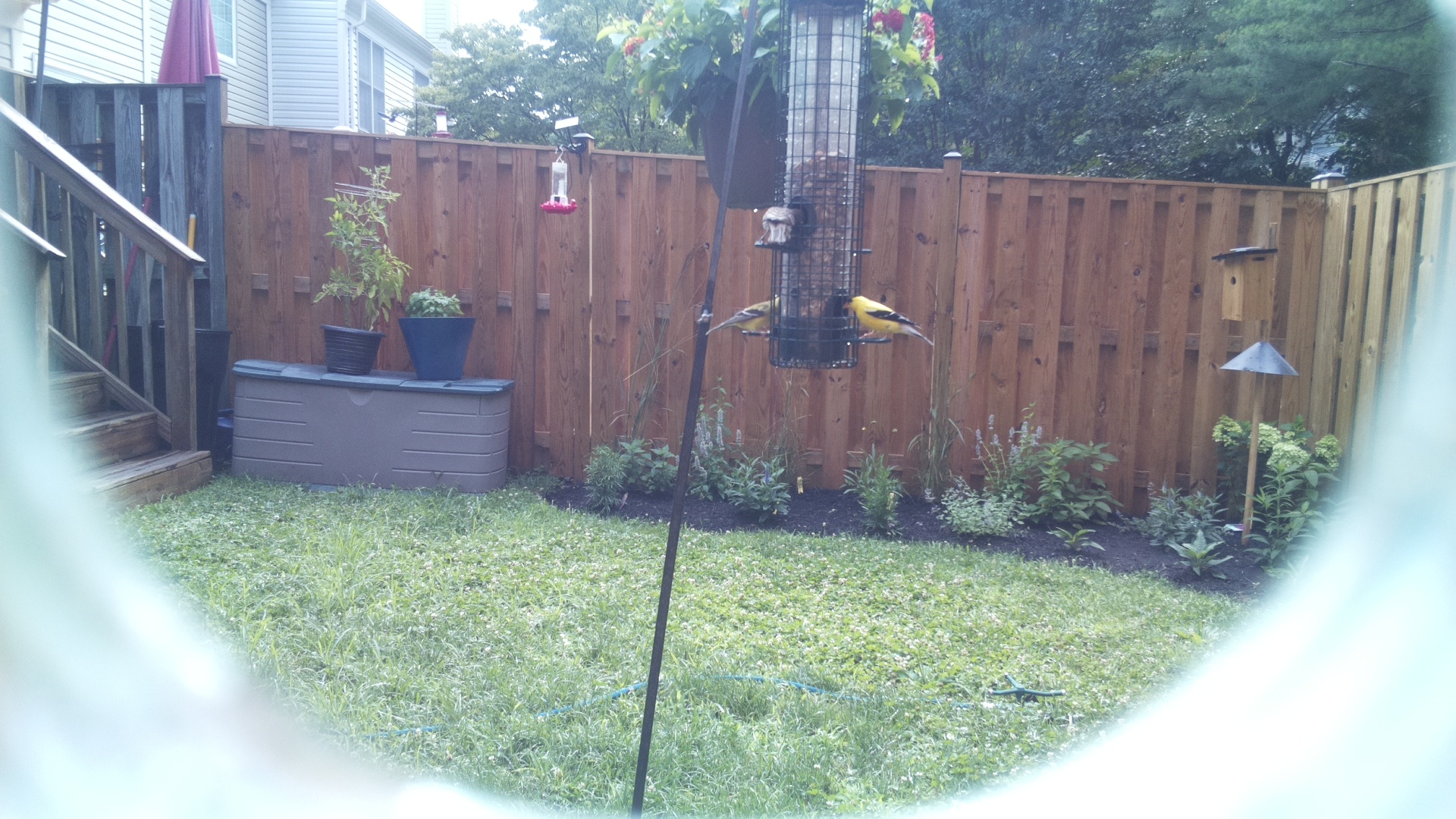 American Goldfinch