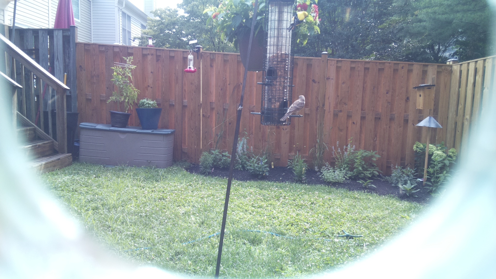 Purple Finch