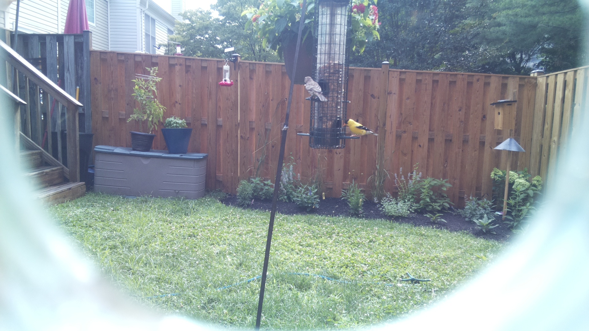 American Goldfinch