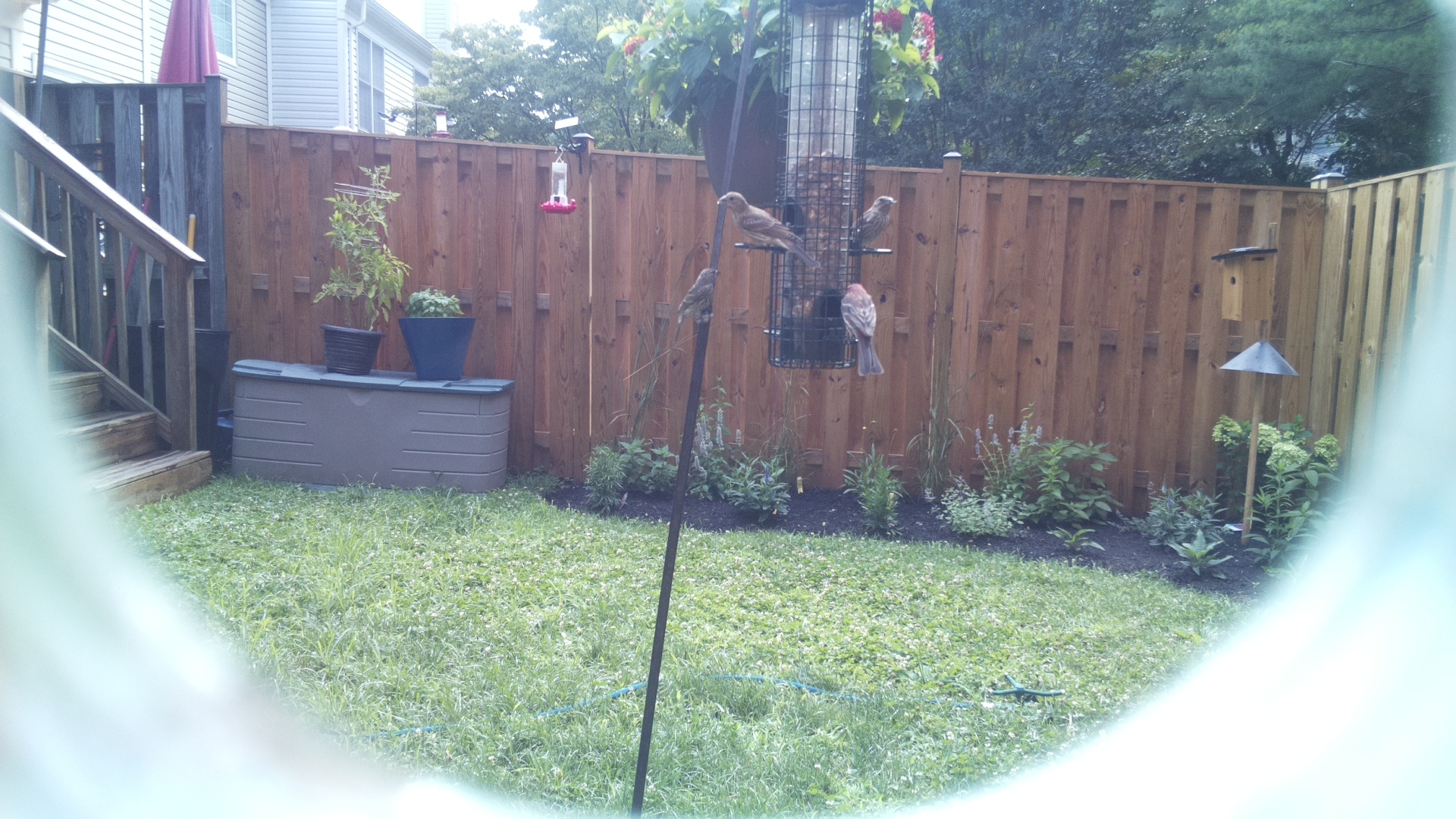 Likely Finch