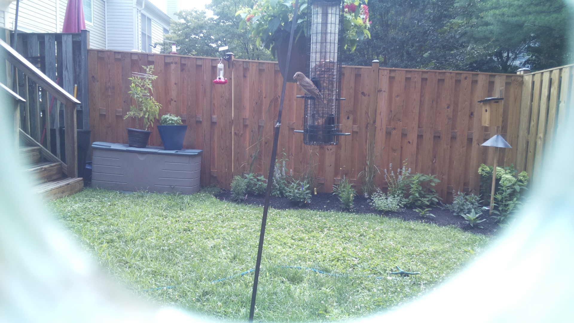 Likely Sparrow