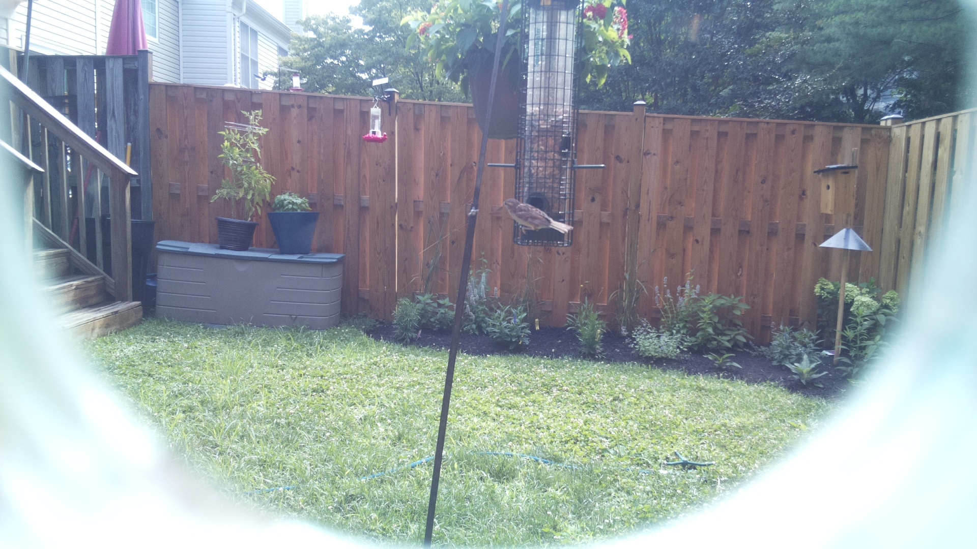 Likely Finch