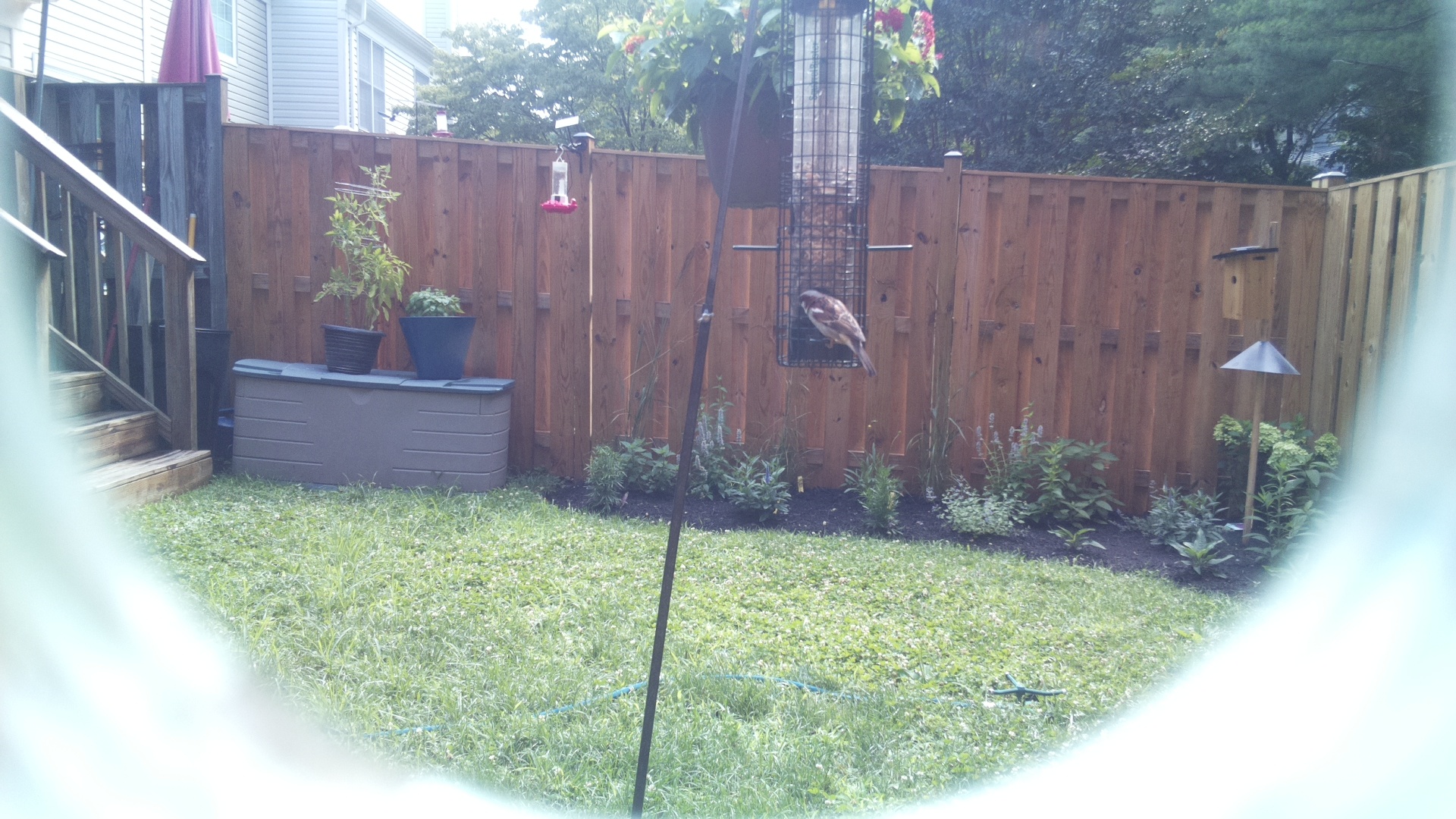 Purple Finch