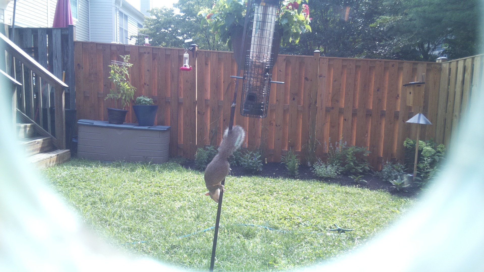 Unknown Bird