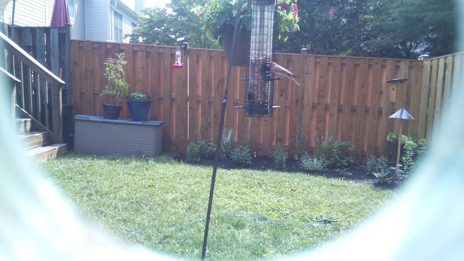 Likely Finch