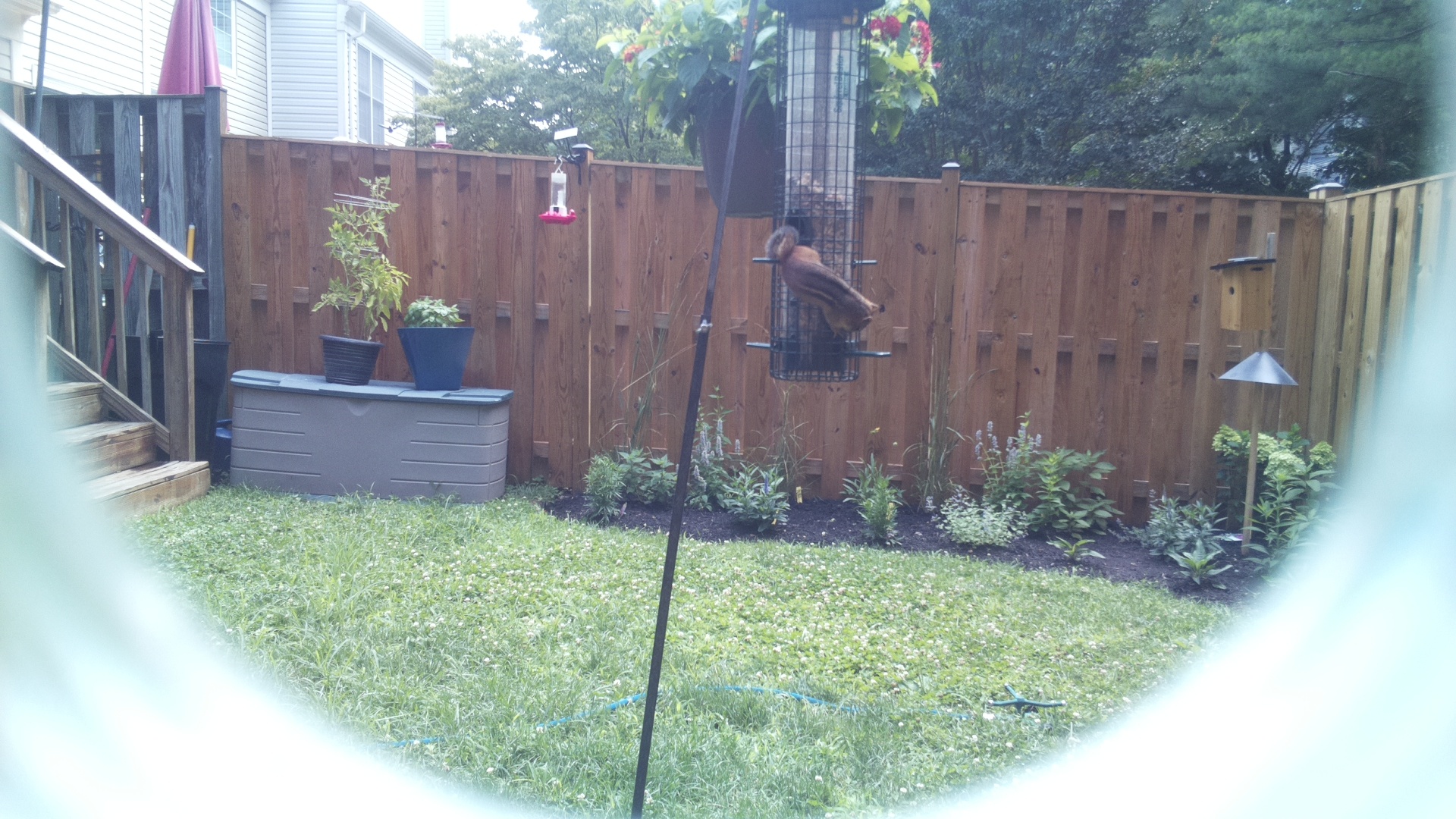 Unknown Bird