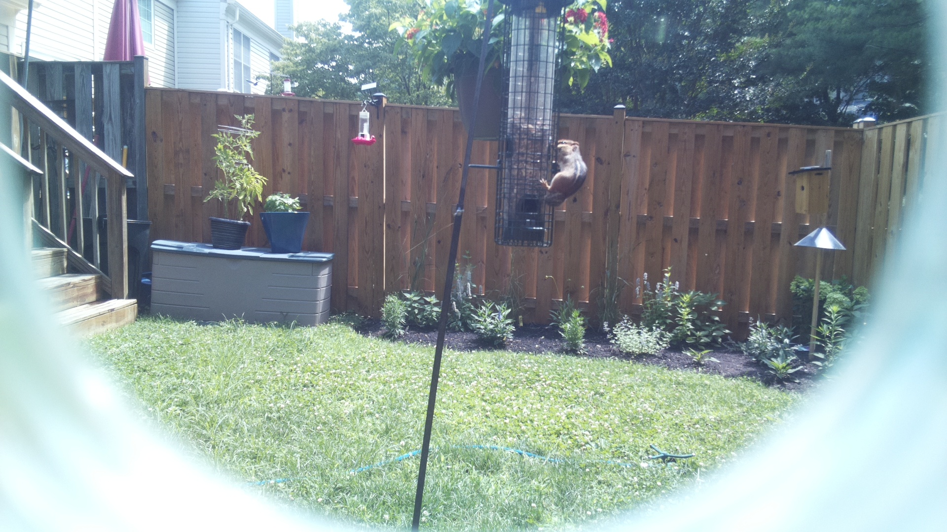 Carolina Wren