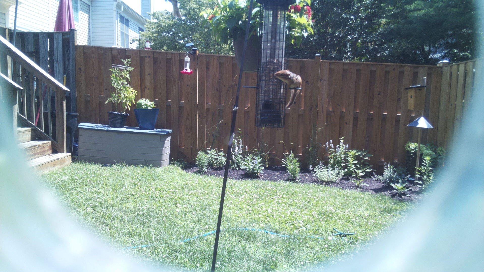 Unknown Bird