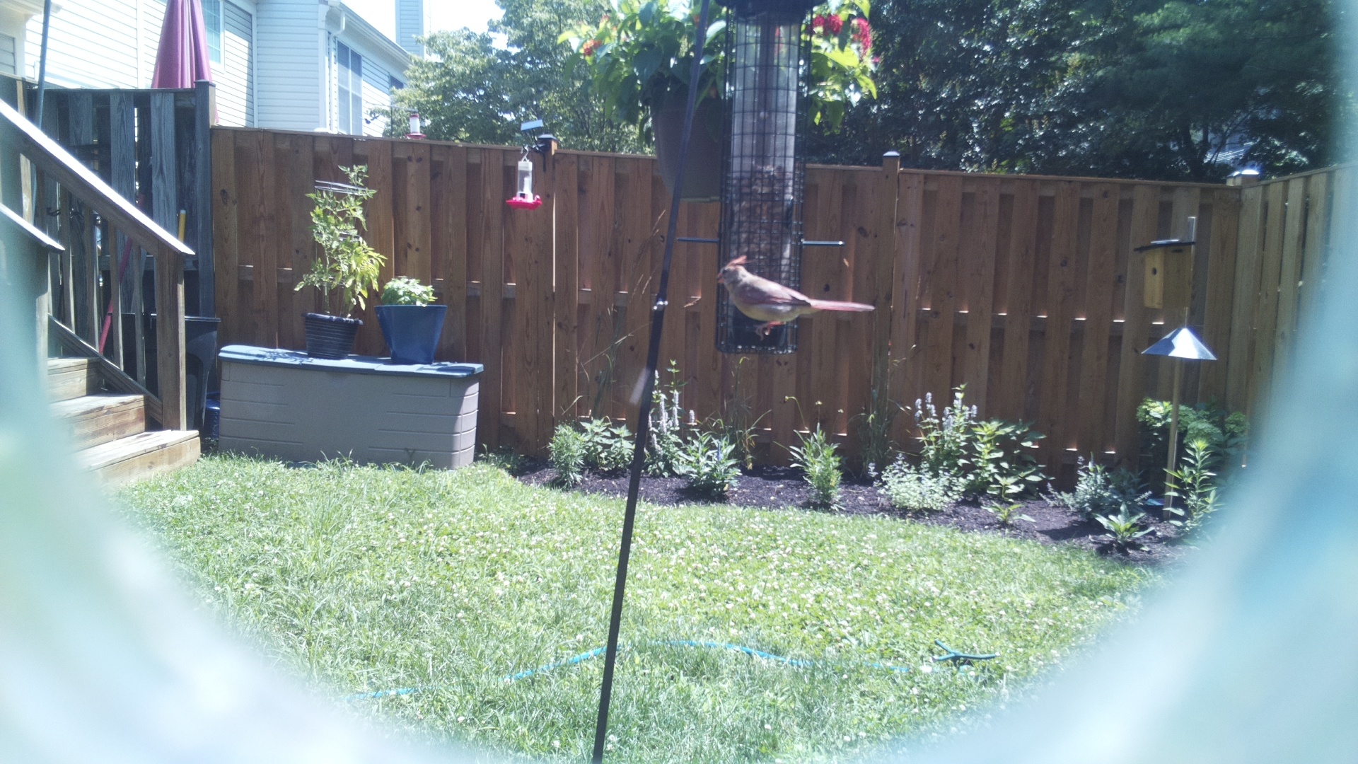 Purple Finch