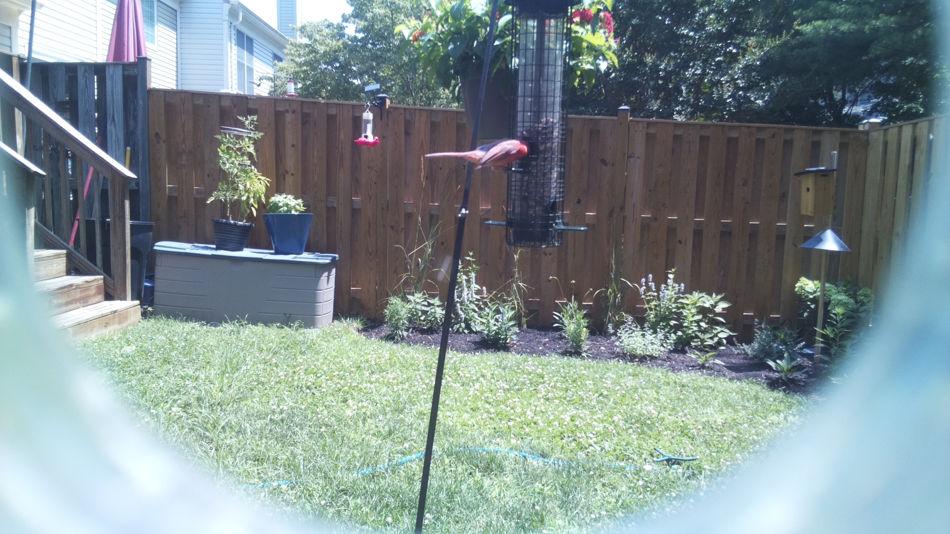 Unknown Bird