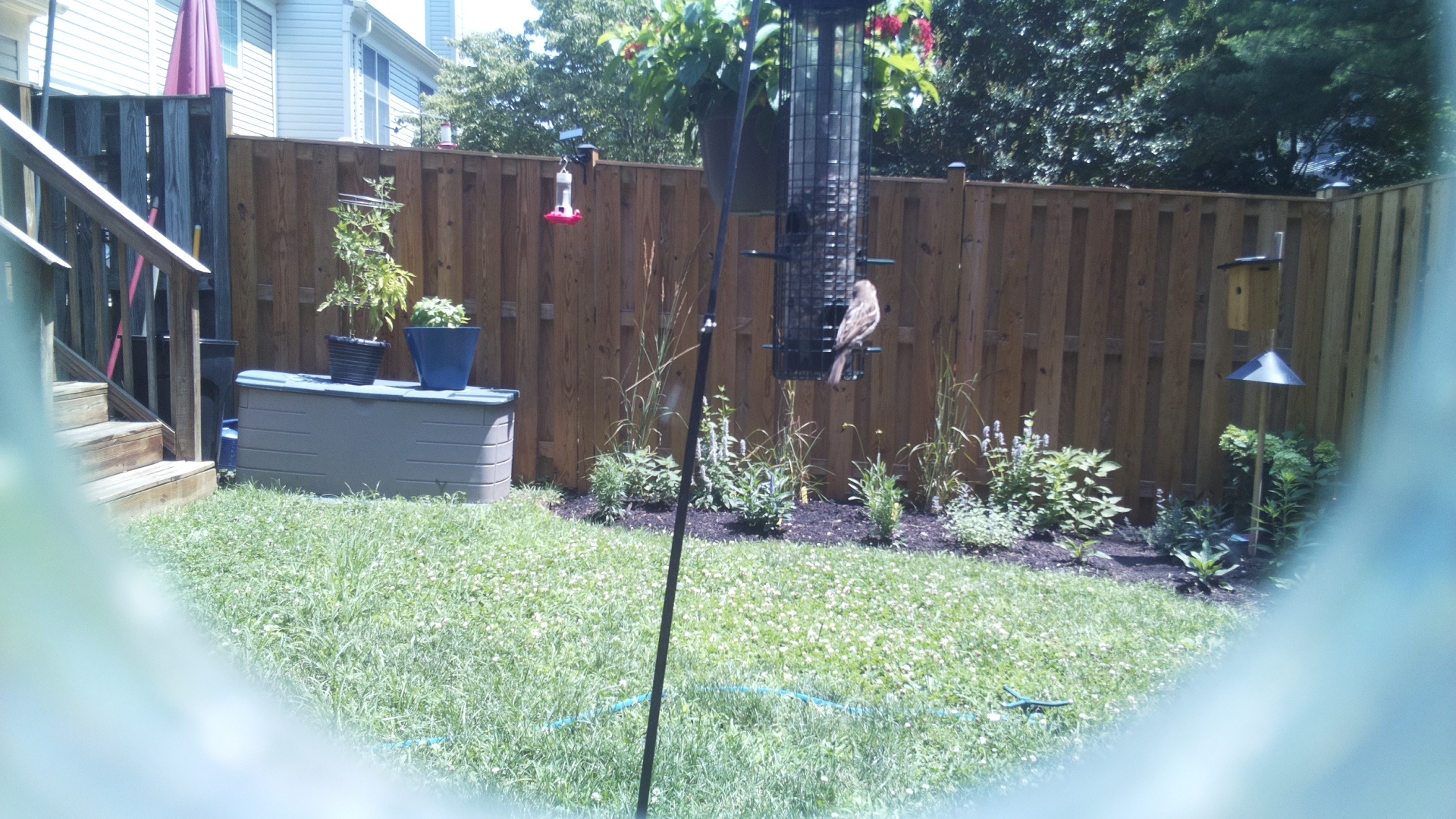 Likely Finch