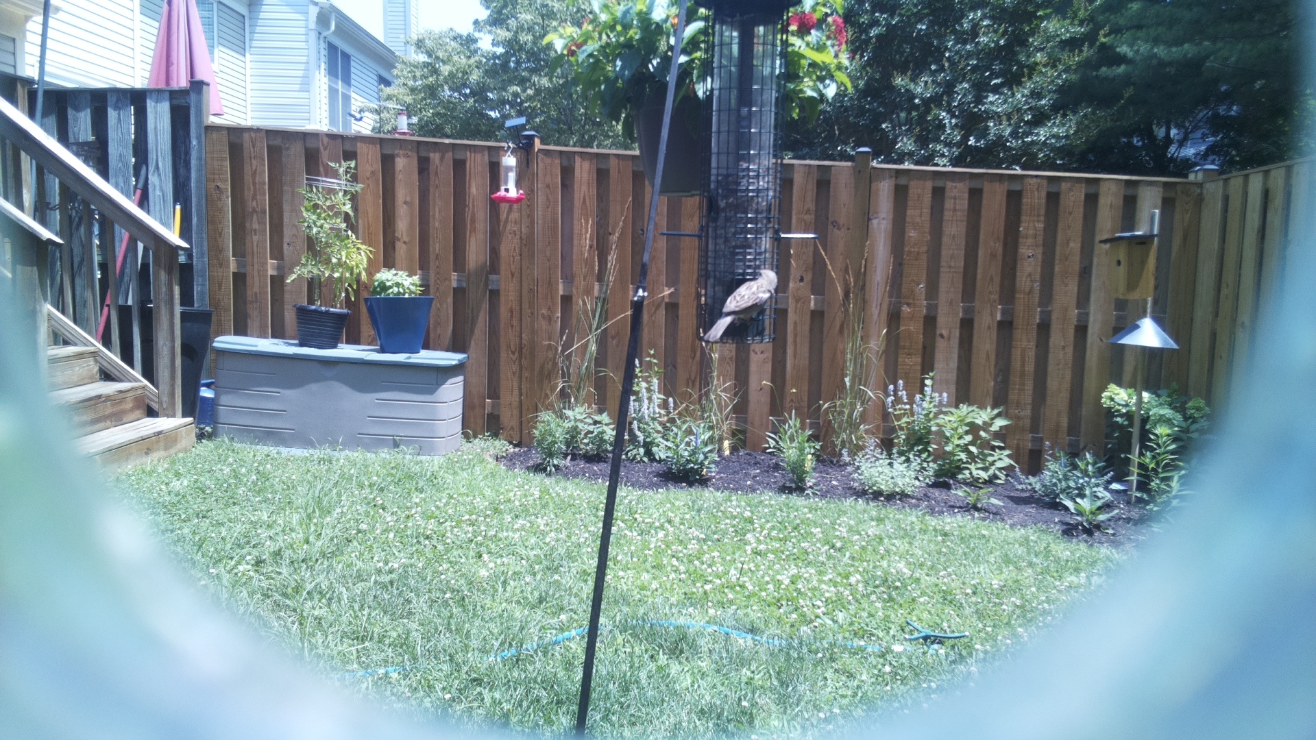 Likely Finch