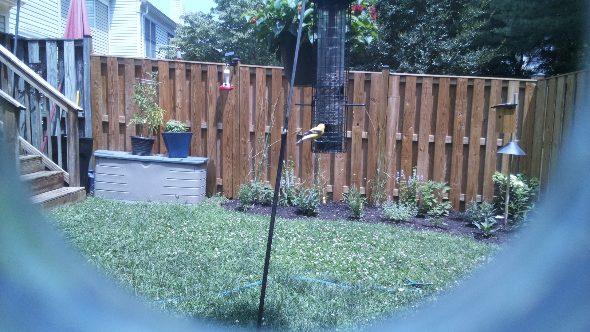 American Goldfinch