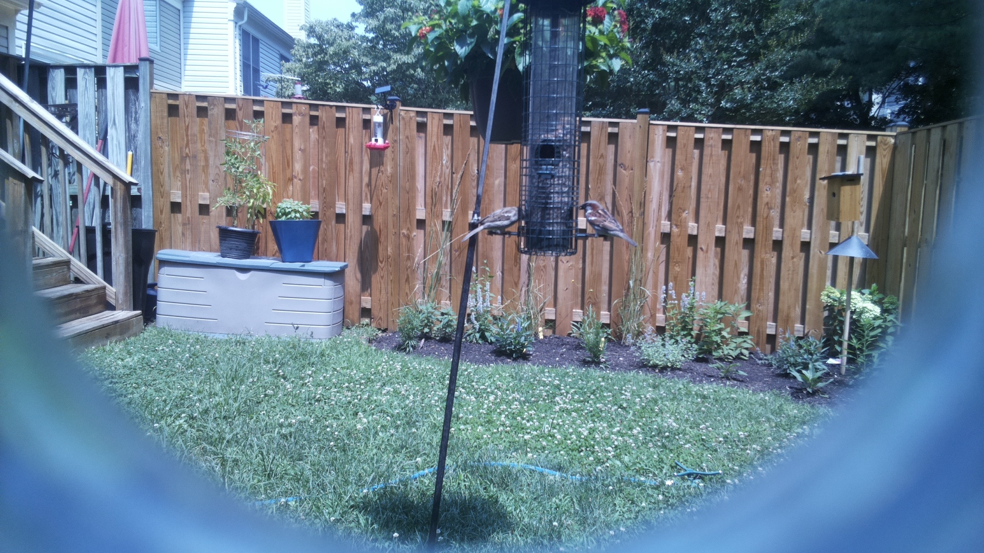 Purple Finch